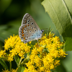 Polyommatus icarus