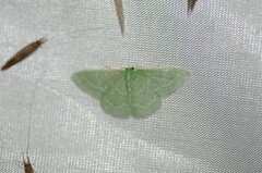 Synchlora