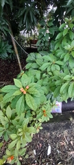 Leuenbergeria bleo