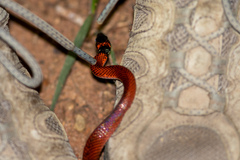 Oxyrhopus melanogenys