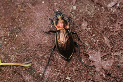 Carabus ulrichii