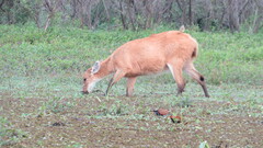 Blastocerus dichotomus