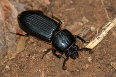Passalus