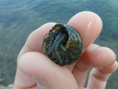 Clibanarius longitarsus