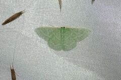 Synchlora