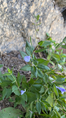 Scutellaria galericulata