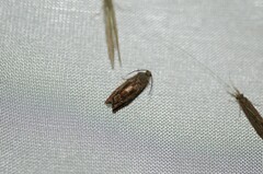 Cydia latiferreana