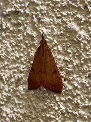 Uresiphita