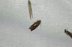 Cydia latiferreana