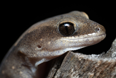 Diplodactylus vittatus