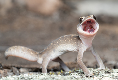 Diplodactylus vittatus
