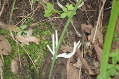 Clavaria fragilis