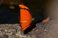 Dryas iulia