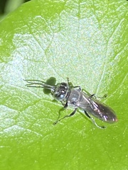 Crabroninae