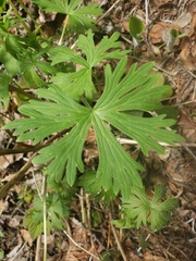 Geranium bicknellii