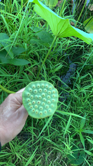 Nelumbo lutea
