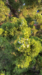 Juniperus chinensis