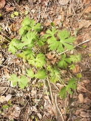 Geranium bicknellii