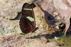 Heliconius wallacei