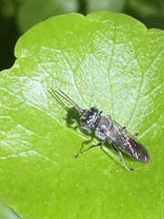 Crabroninae