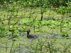 Tachybaptus dominicus