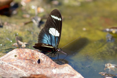 Heliconius wallacei