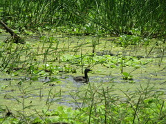 Tachybaptus dominicus