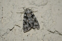Acronicta marmorata