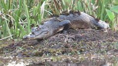 Caiman yacare