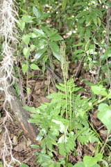 Botrypus virginianus