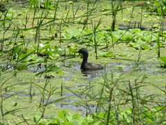 Tachybaptus dominicus