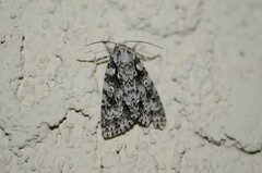 Acronicta marmorata
