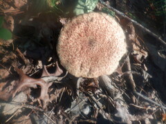 Boletellus ananas