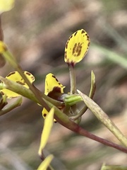 Diuris maculata