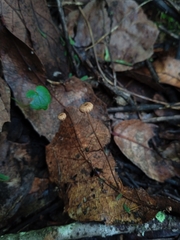 Collybiopsis quercophila