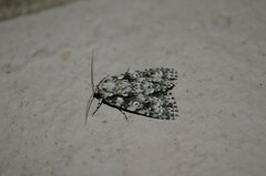 Acronicta marmorata