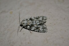 Acronicta marmorata