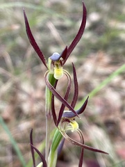 Lyperanthus suaveolens