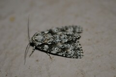 Acronicta marmorata