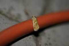 Heliothodes diminutiva