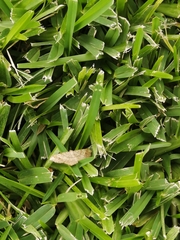 Psamatodes abydata