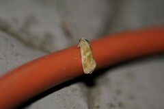 Heliothodes diminutiva