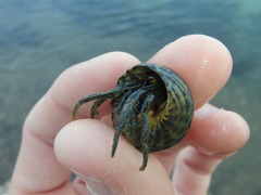 Clibanarius longitarsus