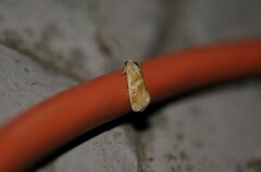 Heliothodes diminutiva