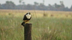 Falco femoralis