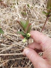 Lonicera villosa