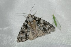 Acronicta marmorata