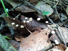 Marasmius rotula