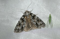 Acronicta marmorata