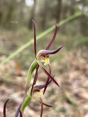 Lyperanthus suaveolens